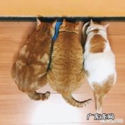 我家猫不吃鱼怎么办 猫不吃鱼怎么办