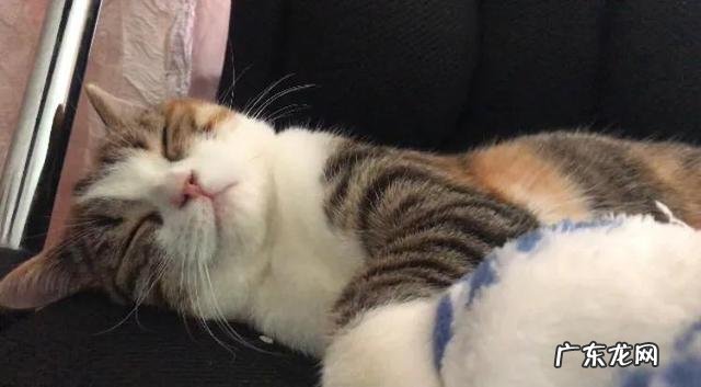 猫咪生气会不会气死 猫咪会被气死吗