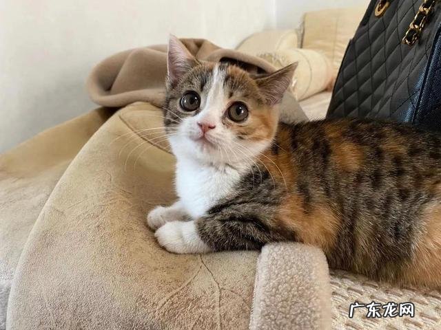 猫咪生气会不会气死 猫咪会被气死吗