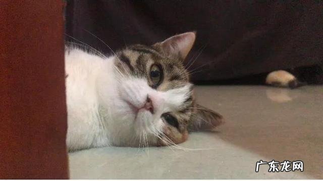 猫咪生气会不会气死 猫咪会被气死吗
