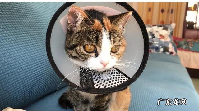 猫咪生气会不会气死 猫咪会被气死吗