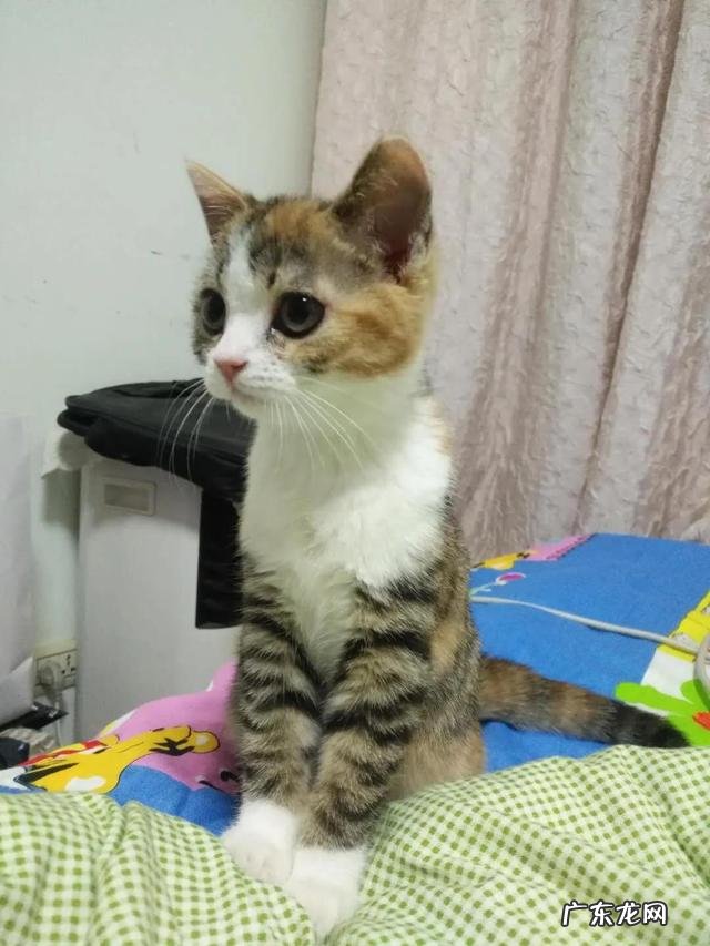 猫咪生气会不会气死 猫咪会被气死吗