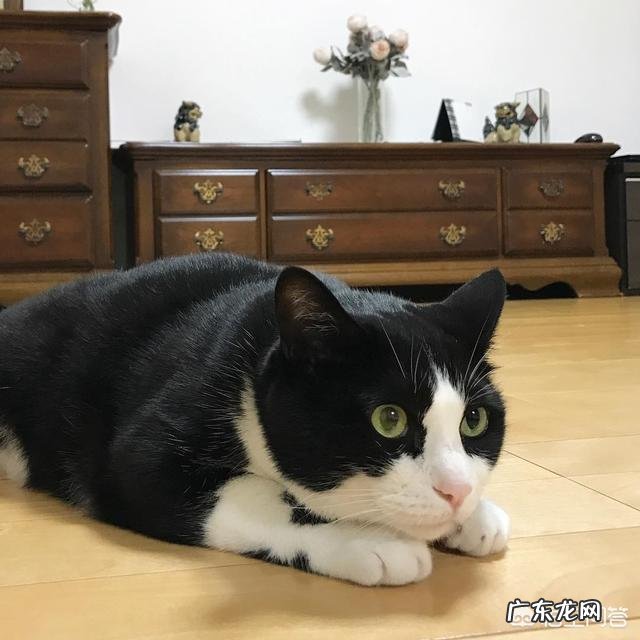 猫咪一直不出门好吗 猫一辈子不出门会怎样