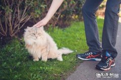 猫咪一直不出门好吗 猫一辈子不出门会怎样