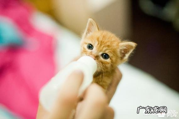 猫对孩子的母爱 父母和猫咪之间发生了哪些让你难忘的事