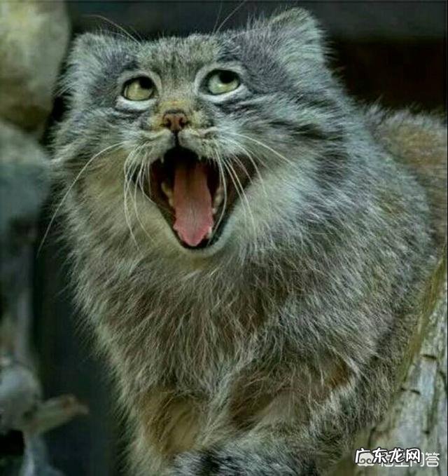 体型最大的猫科动物是什么 为什么猫科动物中大多数体型比较大,而猫咪的体型小呢