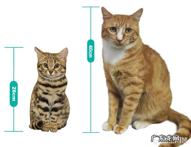 体型最大的猫科动物是什么 为什么猫科动物中大多数体型比较大,而猫咪的体型小呢