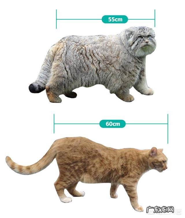 体型最大的猫科动物是什么 为什么猫科动物中大多数体型比较大,而猫咪的体型小呢