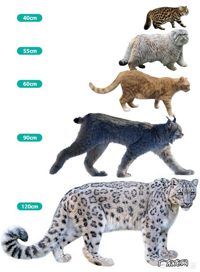 体型最大的猫科动物是什么 为什么猫科动物中大多数体型比较大,而猫咪的体型小呢