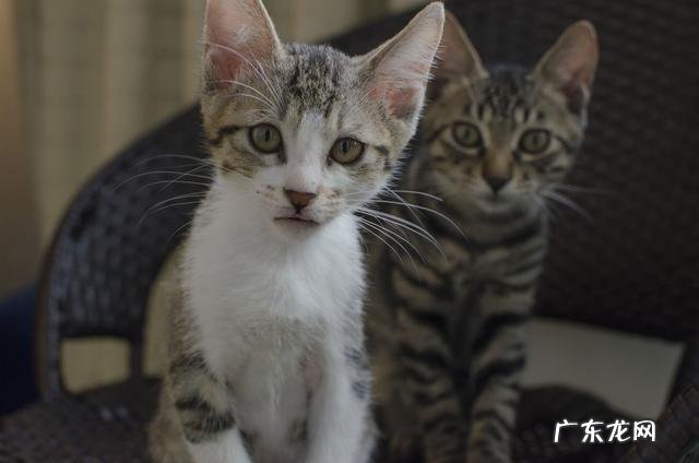 你为什么养猫因为猫容易照看英文 你为什么养猫
