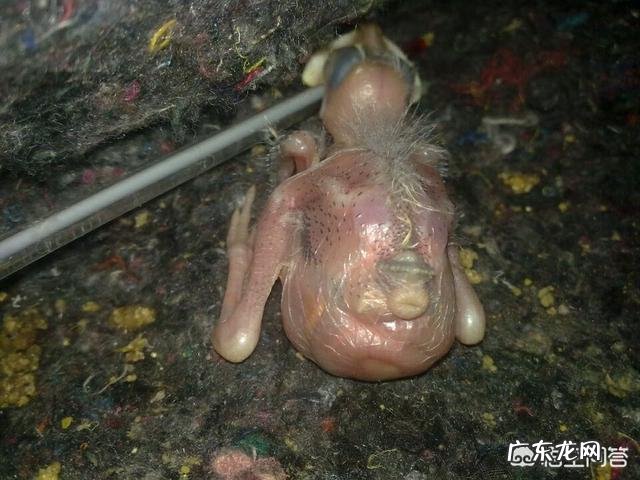 八哥怎么养才不会飞走 八哥怎么养
