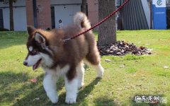 养一只阿拉斯加犬一个月开销多少 养一条阿拉斯加犬成本最低多少