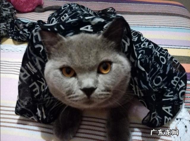 英短蓝猫好养吗 英短蓝猫尴尬期多久 英短蓝猫好养吗