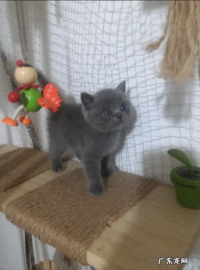 英短蓝猫好养吗 英短蓝猫尴尬期多久 英短蓝猫好养吗