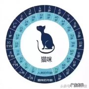 英短蓝猫好养吗 英短蓝猫尴尬期多久 英短蓝猫好养吗