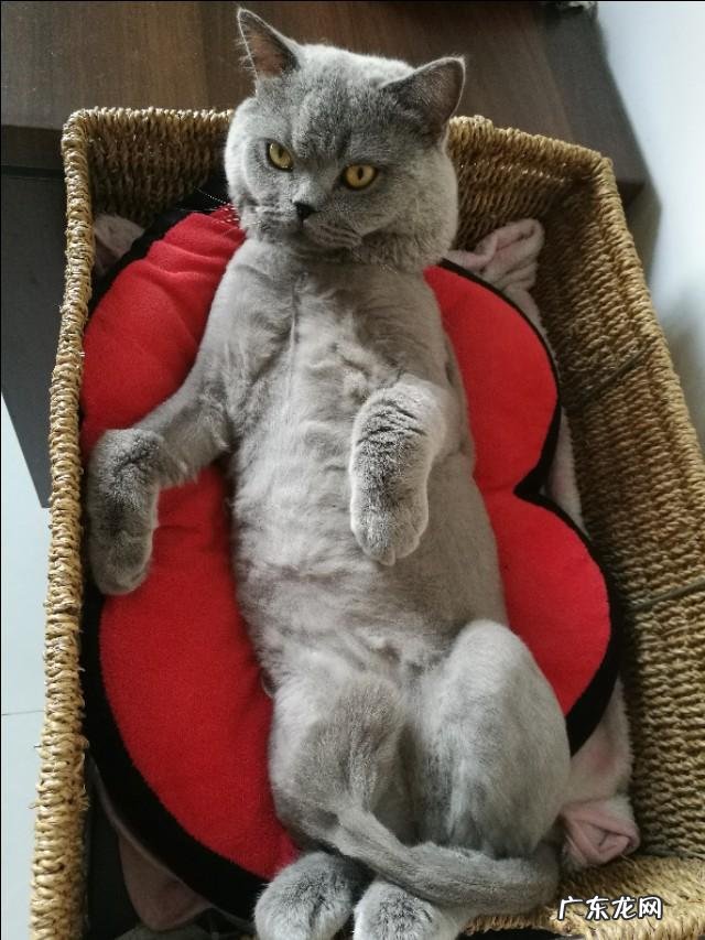 英短蓝猫好养吗 英短蓝猫尴尬期多久 英短蓝猫好养吗