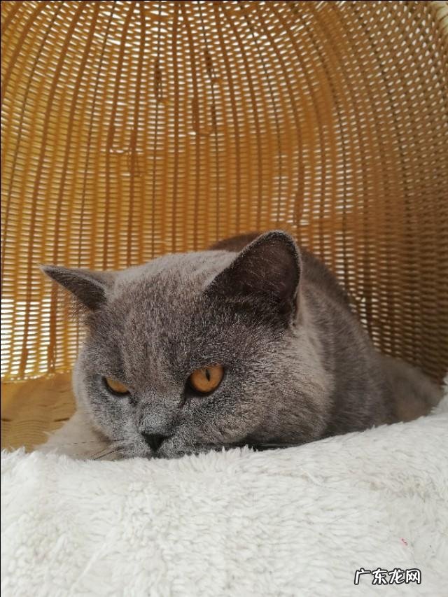 英短蓝猫好养吗 英短蓝猫尴尬期多久 英短蓝猫好养吗