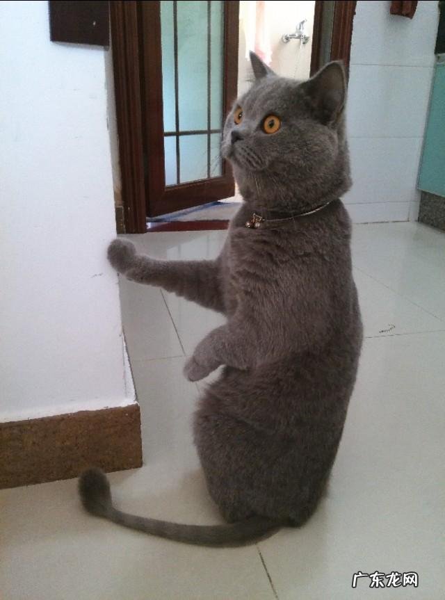 英短蓝猫好养吗 英短蓝猫尴尬期多久 英短蓝猫好养吗
