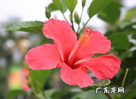 友蕊的寓意是什么？友蕊是谁？友蕊是什么意思？