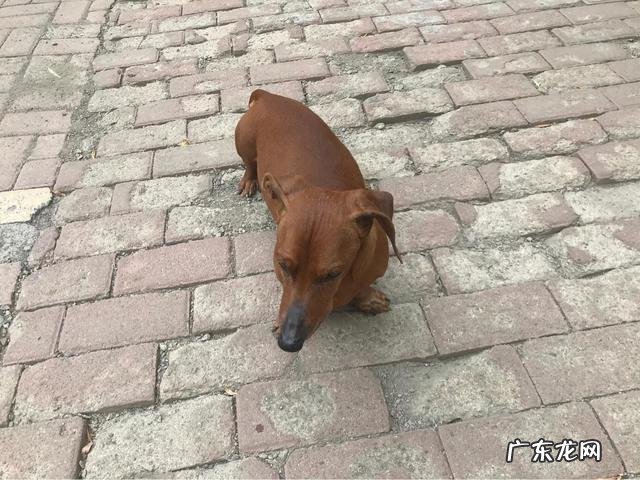 主人死了以后狗的反应 有些狗死前会竭尽全力最后讨好一下主人，这是怎么回事