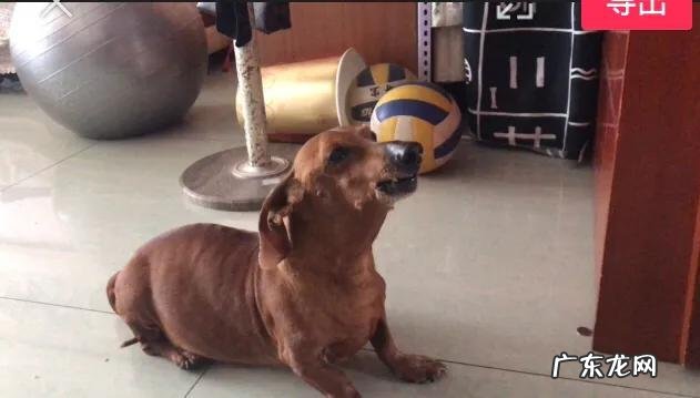 主人死了以后狗的反应 有些狗死前会竭尽全力最后讨好一下主人，这是怎么回事