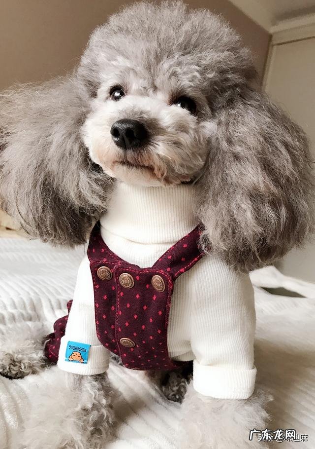 养宠物的女孩都是什么性格 你家养的宠物都是什么性格的
