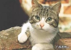 猫会像狗一样保护主人吗 猫咪在什么情况下，会保护自己的主人