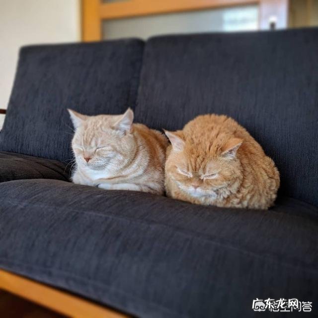 猫咪有哪些少为人知的习性是在你养猫之后才知道的