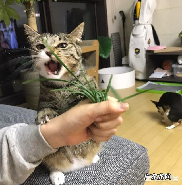 猫咪有哪些少为人知的习性是在你养猫之后才知道的