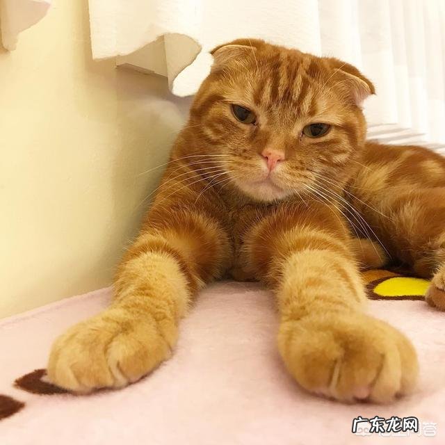 猫咪有哪些少为人知的习性是在你养猫之后才知道的
