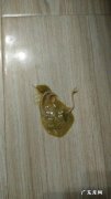 大便白色蠕动小虫子吃什么药好