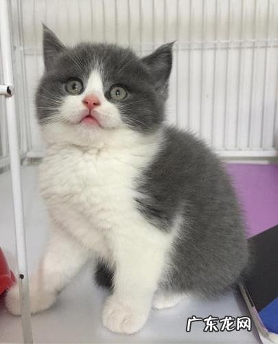 几个月的猫属于幼猫？这几种情况不属于,你养了吗？