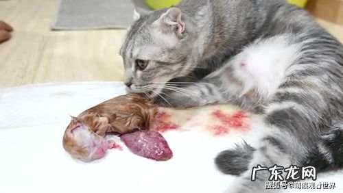 母猫生小猫要准备什么东西?母猫的产房,里面有什么呢