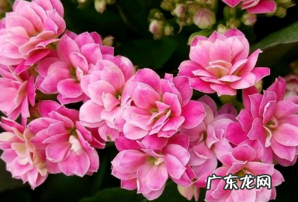 长寿花花期有多长冬天能不能死 长寿花花期有多长