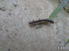 千足虫是哪种昆虫的俗称