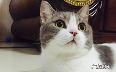 离开小猫一个星期还会认识主人吗 猫咪会认识离开它很久的主人吗