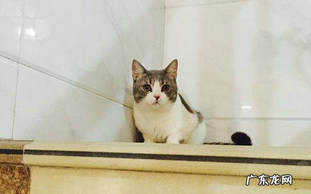 离开小猫一个星期还会认识主人吗 猫咪会认识离开它很久的主人吗