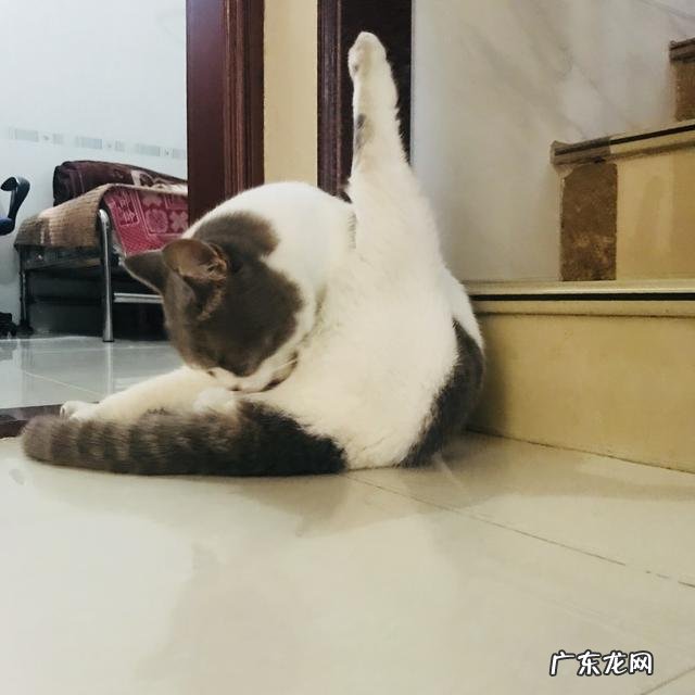 离开小猫一个星期还会认识主人吗 猫咪会认识离开它很久的主人吗