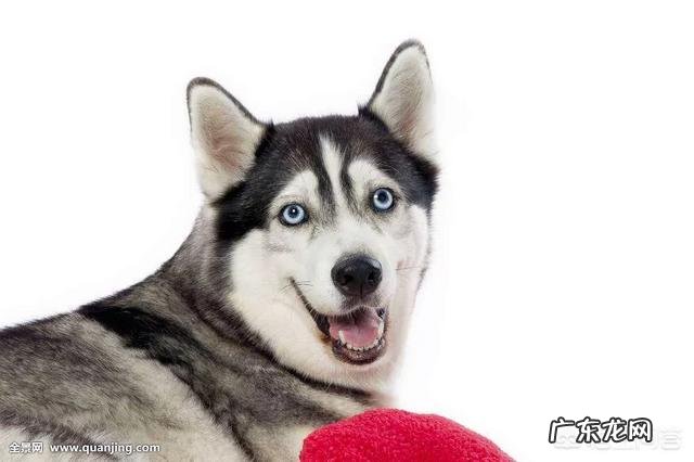 哈士奇真的不护主吗 遇到危险情况，哈士奇会保护主人吗