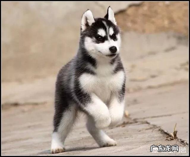 哈士奇真的不护主吗 遇到危险情况，哈士奇会保护主人吗