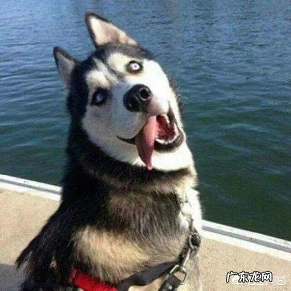 哈士奇真的不护主吗 遇到危险情况，哈士奇会保护主人吗