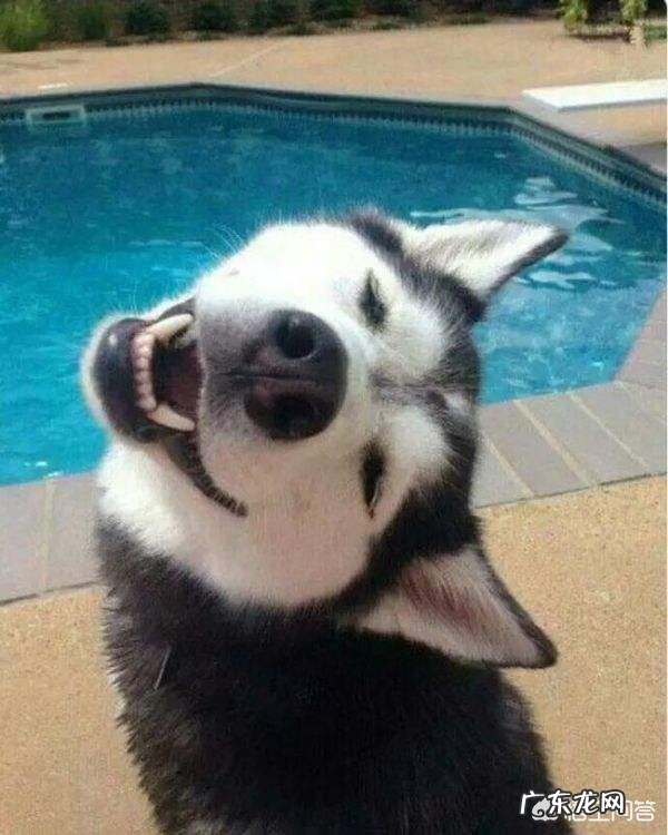 哈士奇真的不护主吗 遇到危险情况，哈士奇会保护主人吗