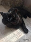 什么动物起得早会干什么？大熊猫：我睡懒觉!