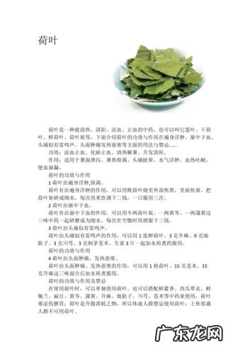 荷叶的功效与作用