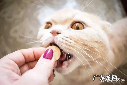 养猫用什么药 养猫要备用什么常用药