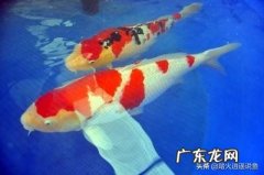 锦鲤喂多少饲料算合适 锦鲤喂什么饲料为主