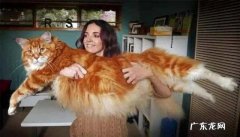 千万别养缅因猫 养一只缅因猫是什么体验