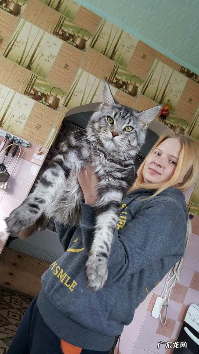 千万别养缅因猫 养一只缅因猫是什么体验