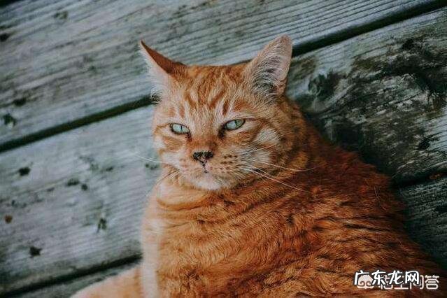 养猫要注意什么? 养猫不要做哪些事