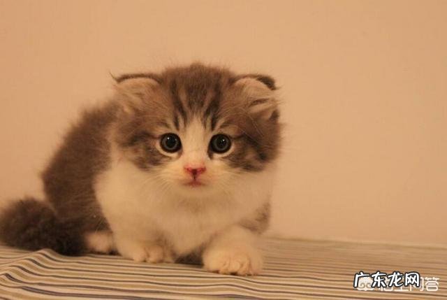 养猫要注意什么? 养猫不要做哪些事